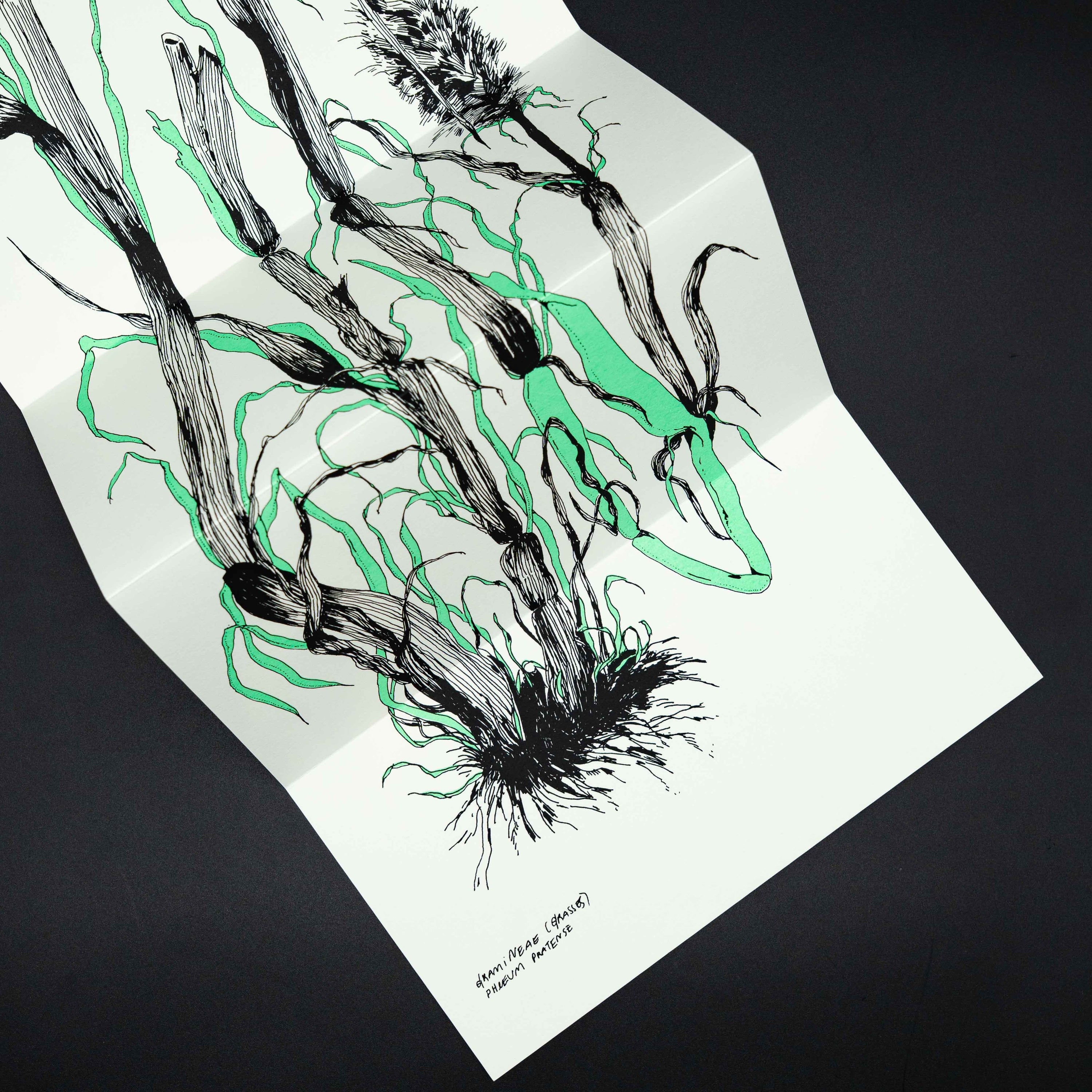 Grasses